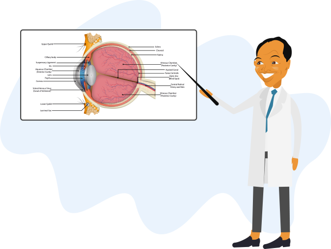 Optometrist Showing Eye Diagram animated